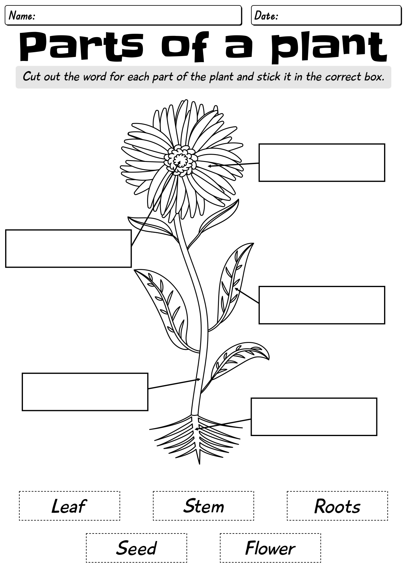 Parts Of A Flowering Plant Worksheet