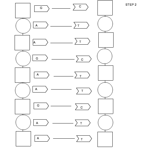 13 Best Images of The DNA Double Helix Coloring Worksheet Answer Key  The DNA Double Helix 