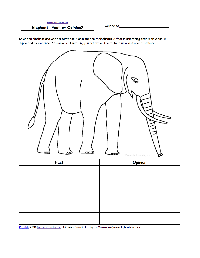 Elephant Life Cycle Worksheet