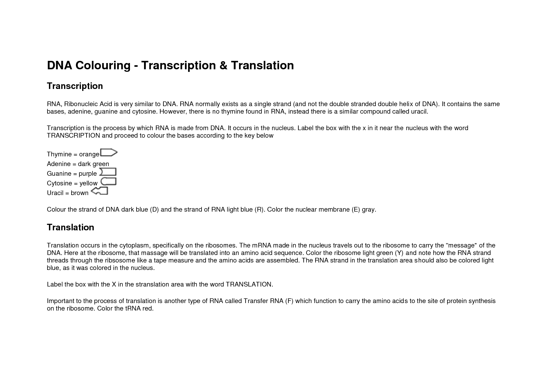 DNA Coloring Transcription and Translation Answer Key