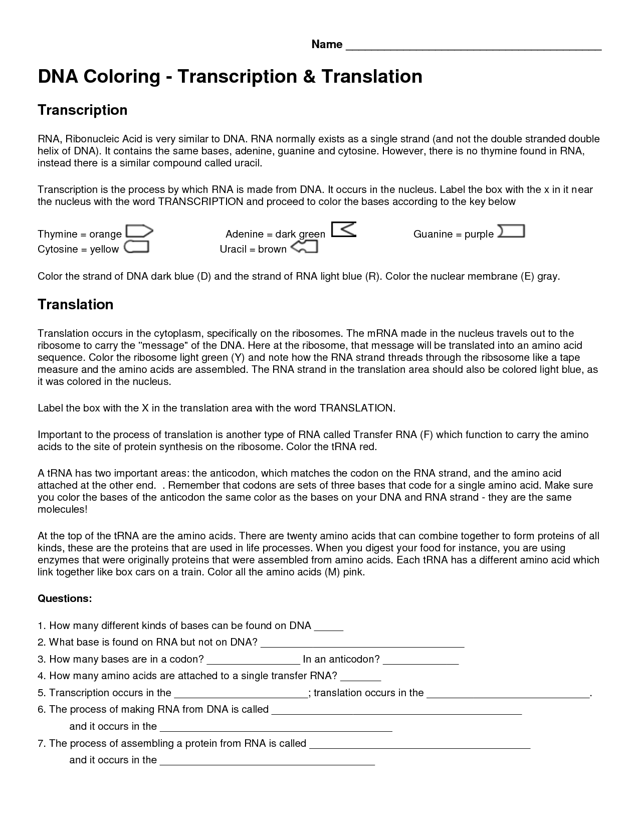 15 Best Images of DNA Transcription And Translation Worksheet Answers  DNA Transcription and 