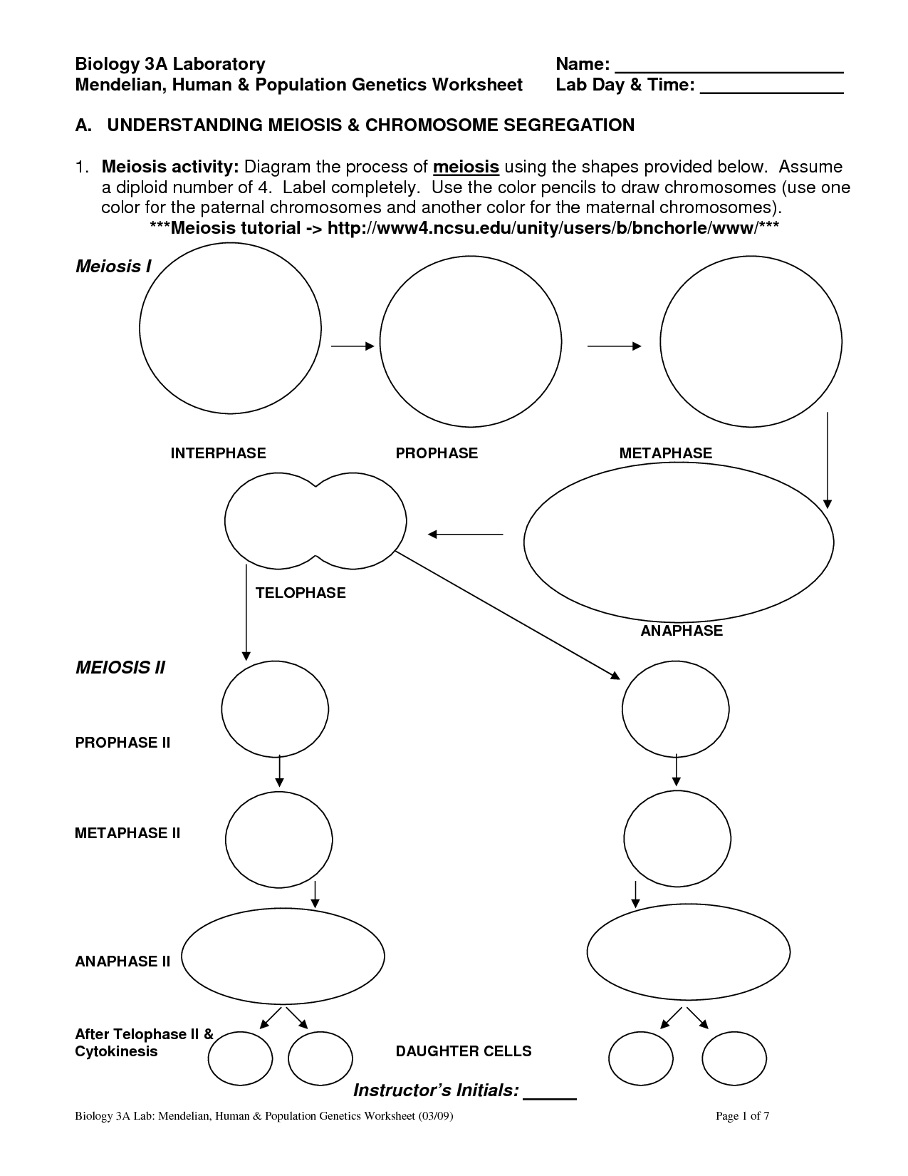 13 Best Images of Genetics And Meiosis Worksheet  Meiosis and Mitosis Worksheet Answers, Study 