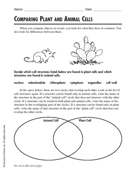 15 Best Images of Blood Cells And Functions Worksheets - Blood Cells