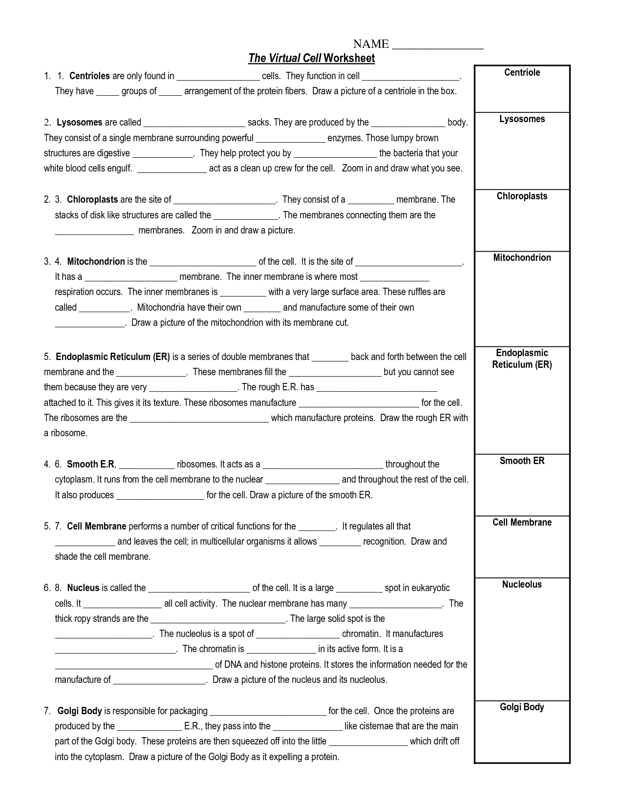 Virtual Cell Worksheet Answer Key