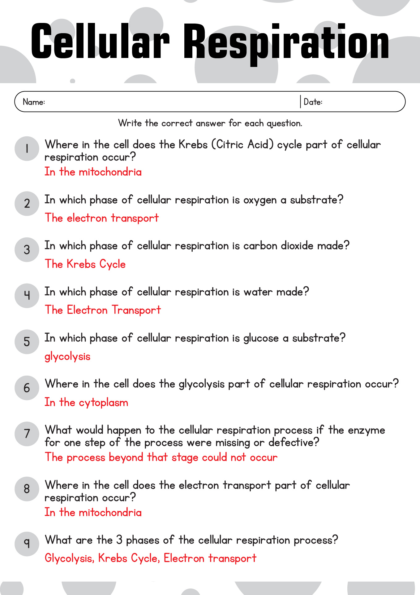 12 Best Images of Respiratory System Worksheet Answer Key - Respiratory