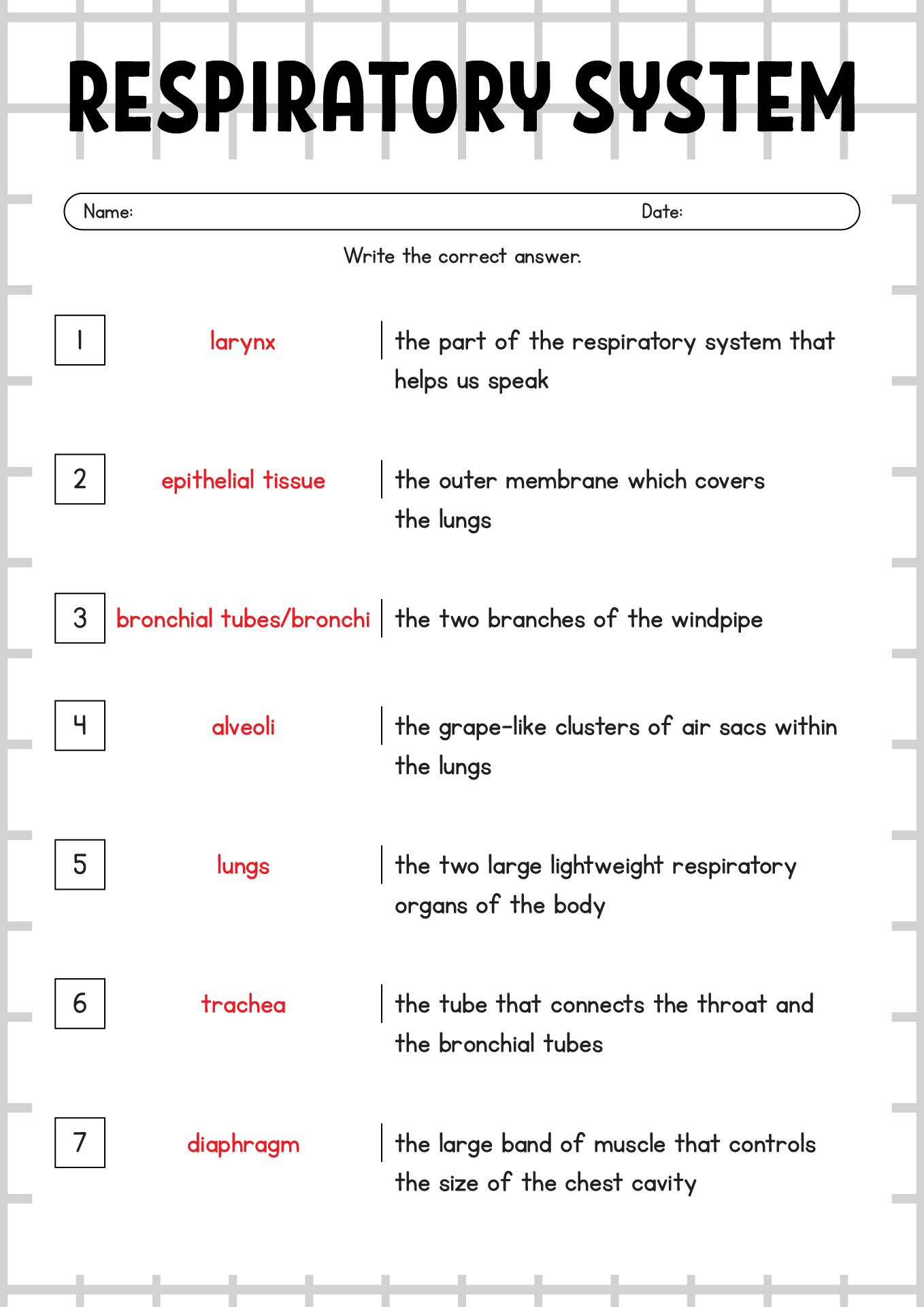 Respiratory System Worksheet Answer Key