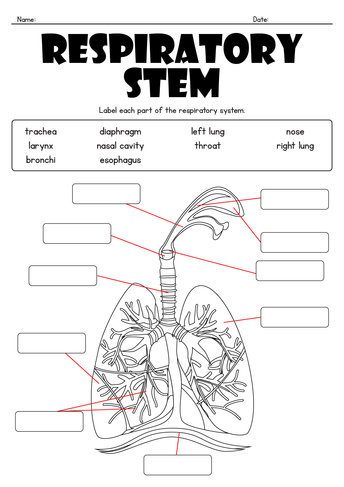 12 Best Images Of Respiratory System Worksheet Answer Key Respiratory