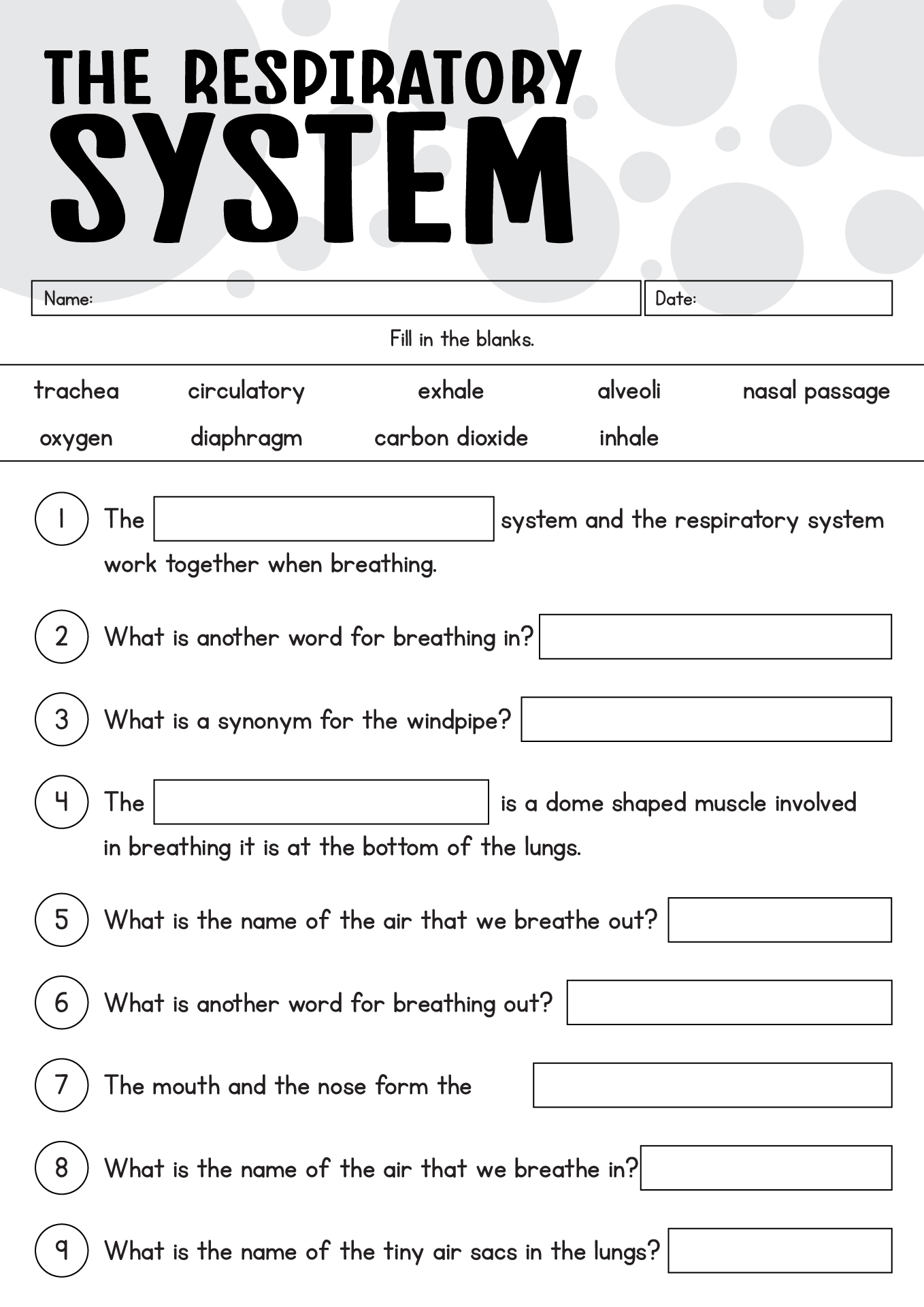 12 Best Images Of Respiratory System Worksheet Answer Key Respiratory