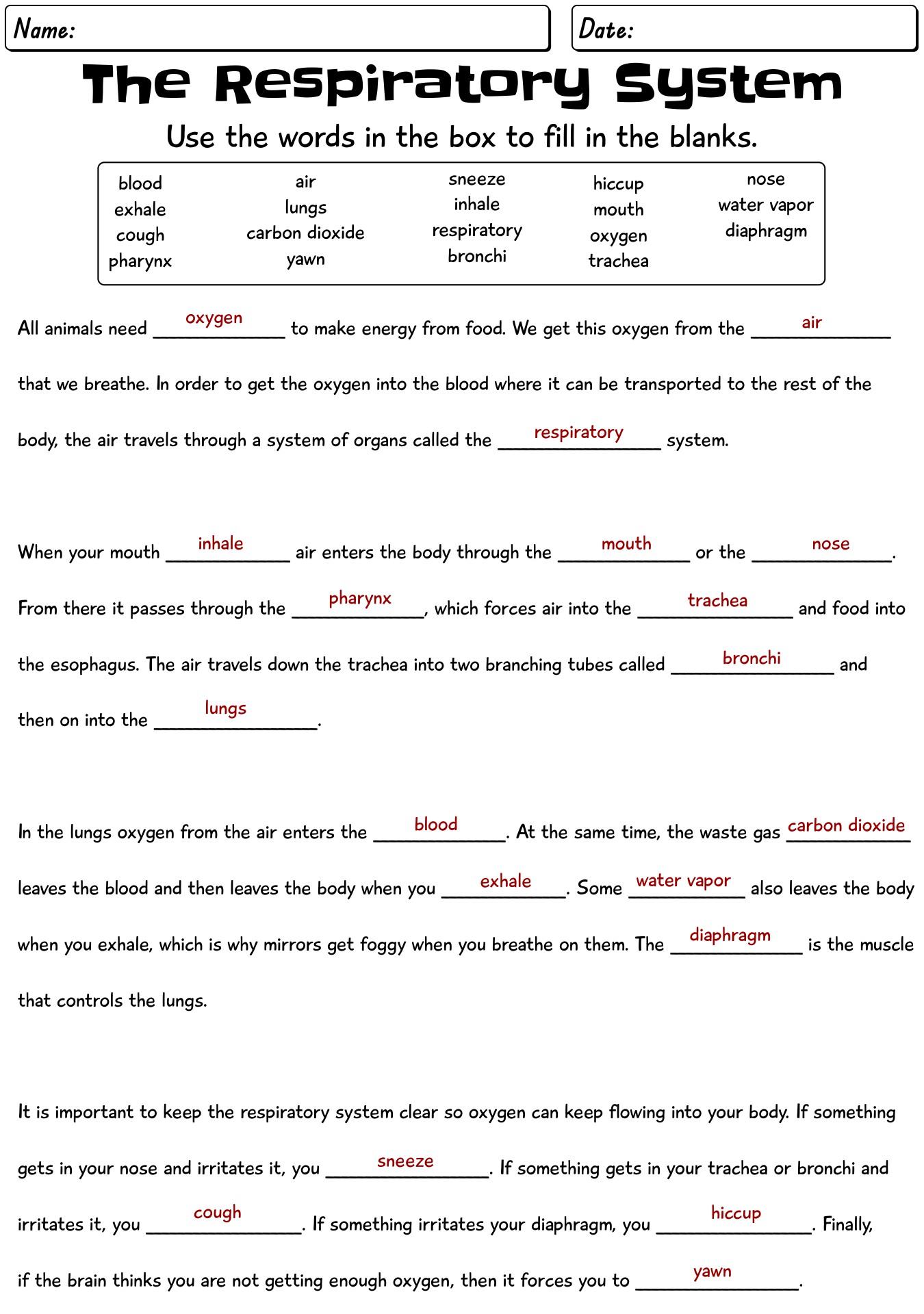 12 Best Images Of Respiratory System Worksheet Answer Key Respiratory