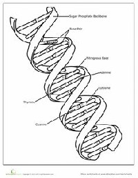 DNA Structure Coloring Worksheet