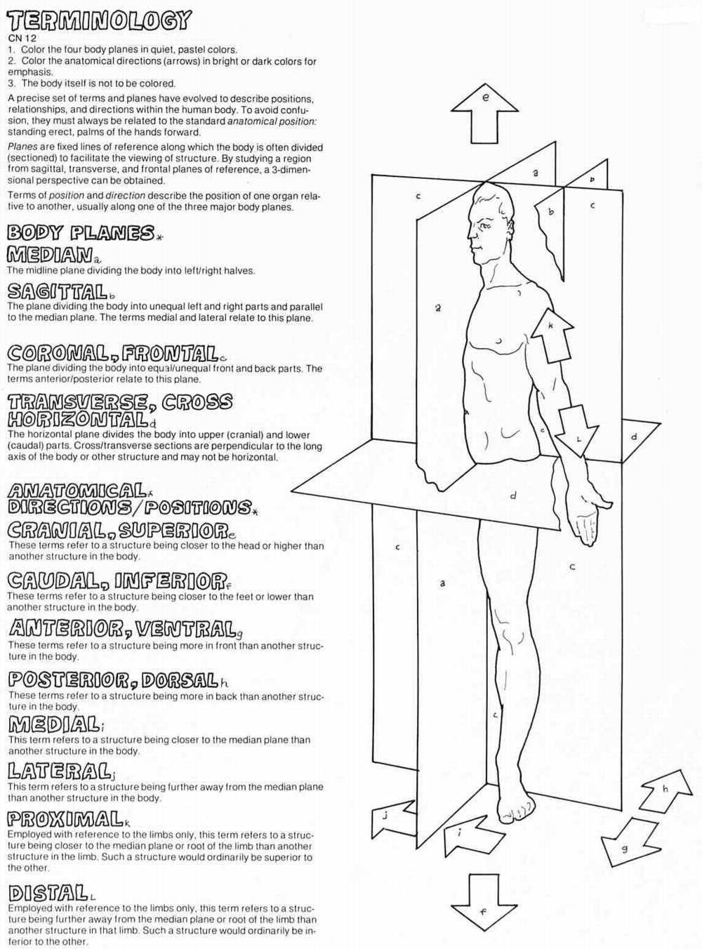 directional-terminology-worksheet