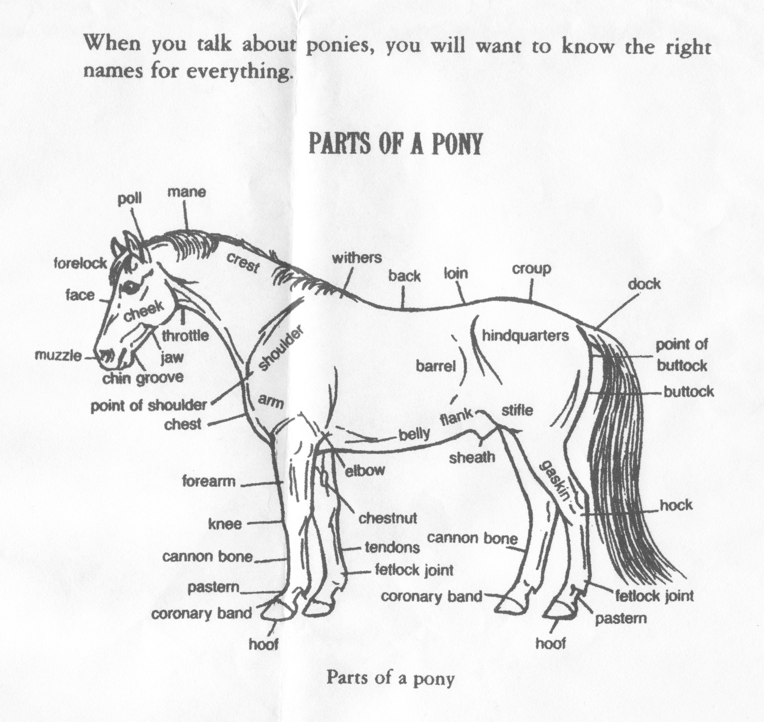 32 Parts Of The Horse Worksheet Worksheet Project List