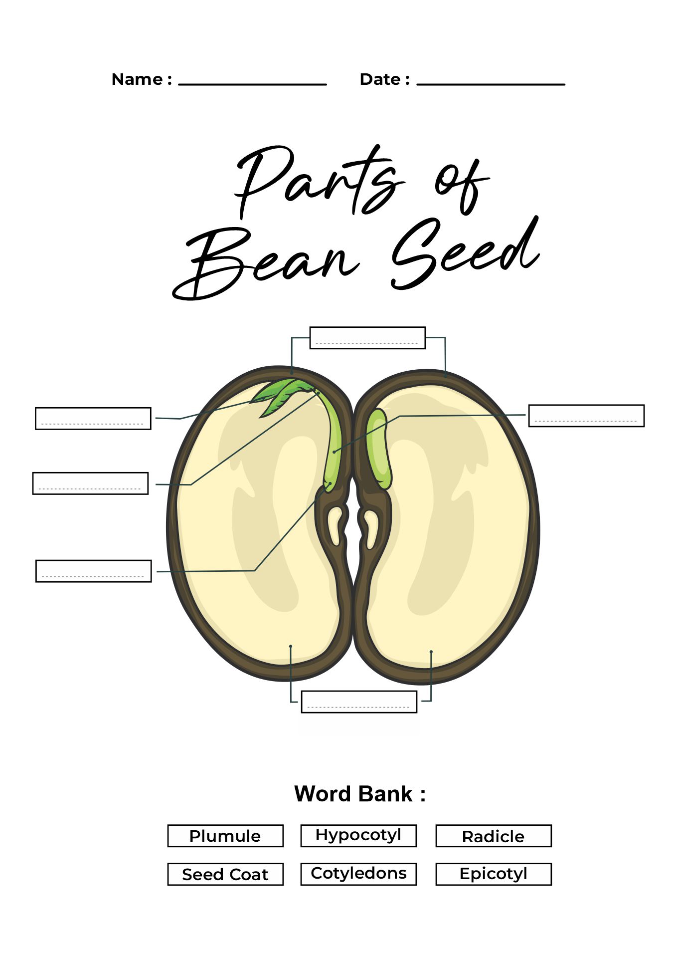 12 Best Images of Plant Reading Comprehension Worksheets - Reading