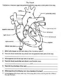Circulatory System Heart Diagram Worksheet