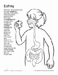 Digestive System 5th Grade Science Worksheets