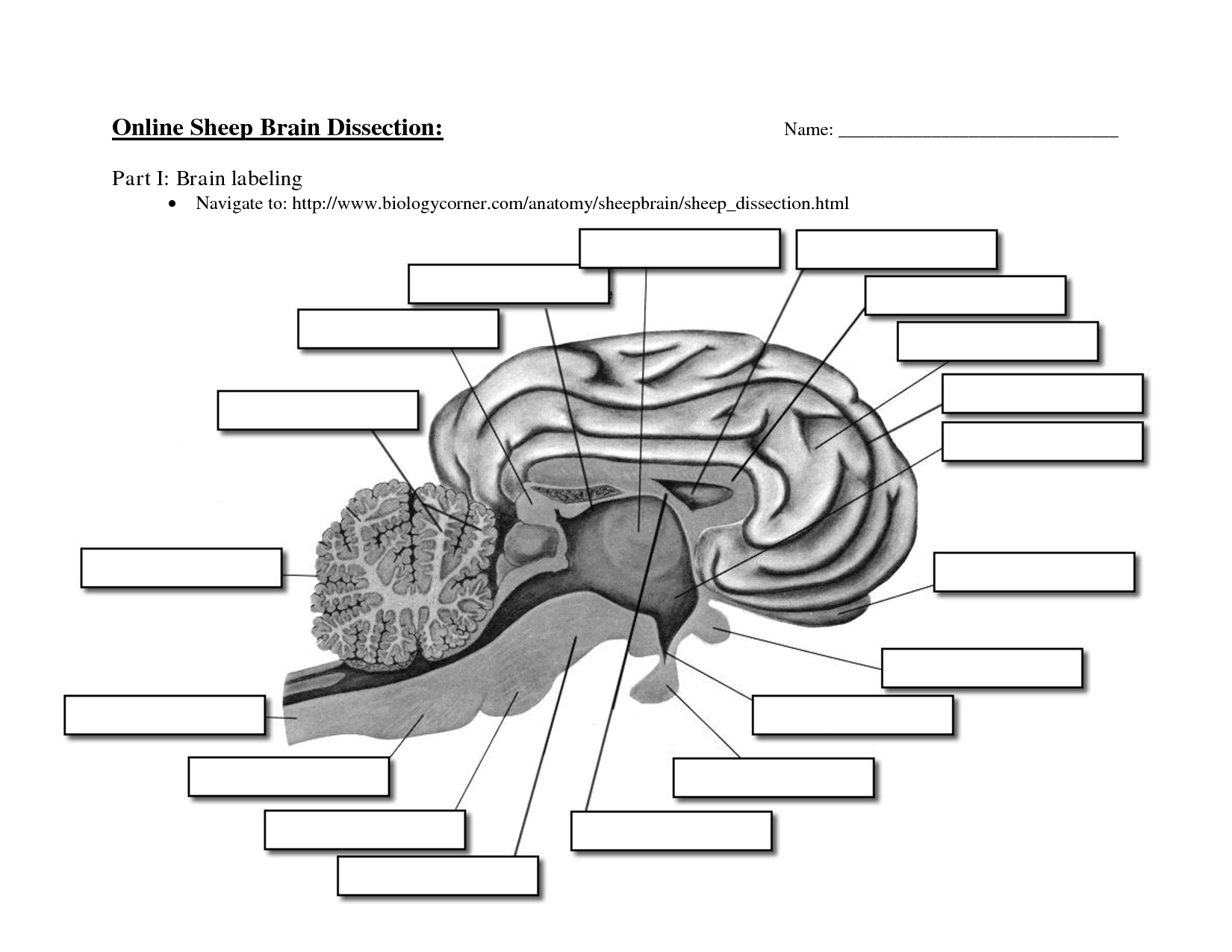 12-best-images-of-brain-anatomy-worksheet-brain-diagram-and-functions-worksheet-brain-and
