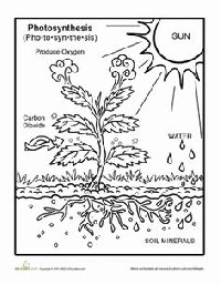 Photosynthesis Worksheets Coloring Page