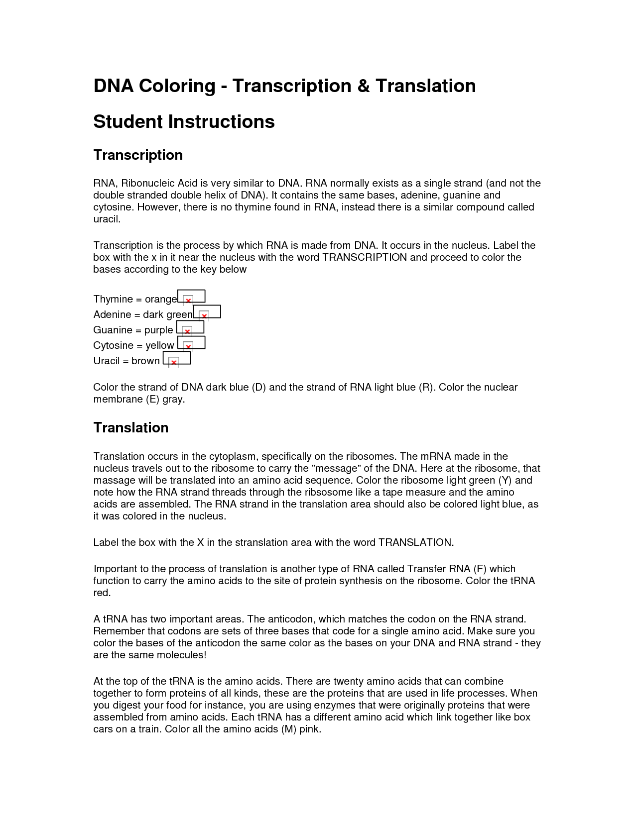 15-best-images-of-transcription-and-translation-coloring-worksheet