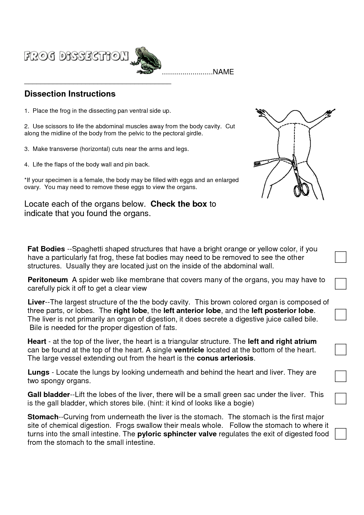 11-best-images-of-frog-dissection-worksheet-frog-dissection-labeling-worksheet-frog