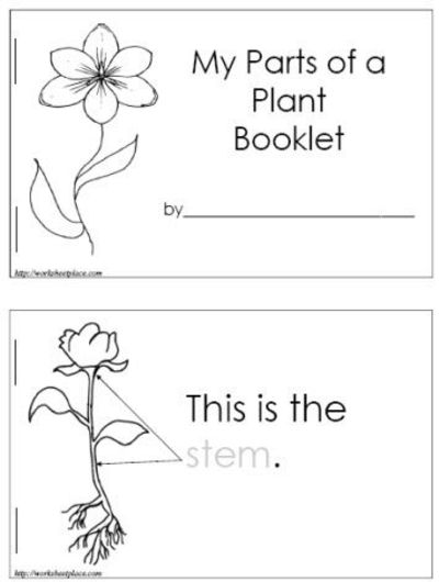 Parts of a Plant Booklet Worksheet for Preschool