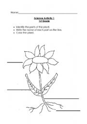 Plant Parts Worksheet Elementary
