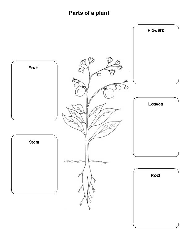 Plant Parts Worksheet