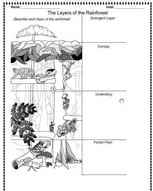 11 Best Images of 9 Worksheet For Preschool Rainforest Layers