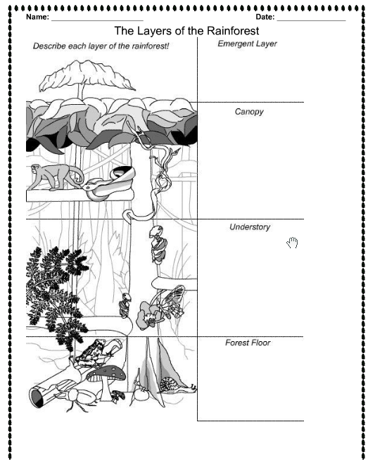 11 Best Images of 9 Worksheet For Preschool - Rainforest Layers