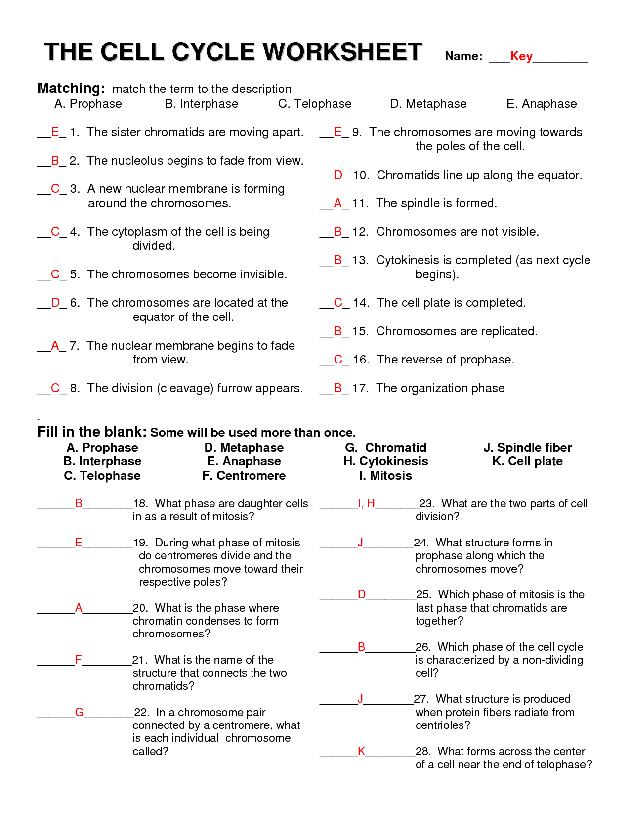 Animal And Plant Mitosis Worksheet Answer Key