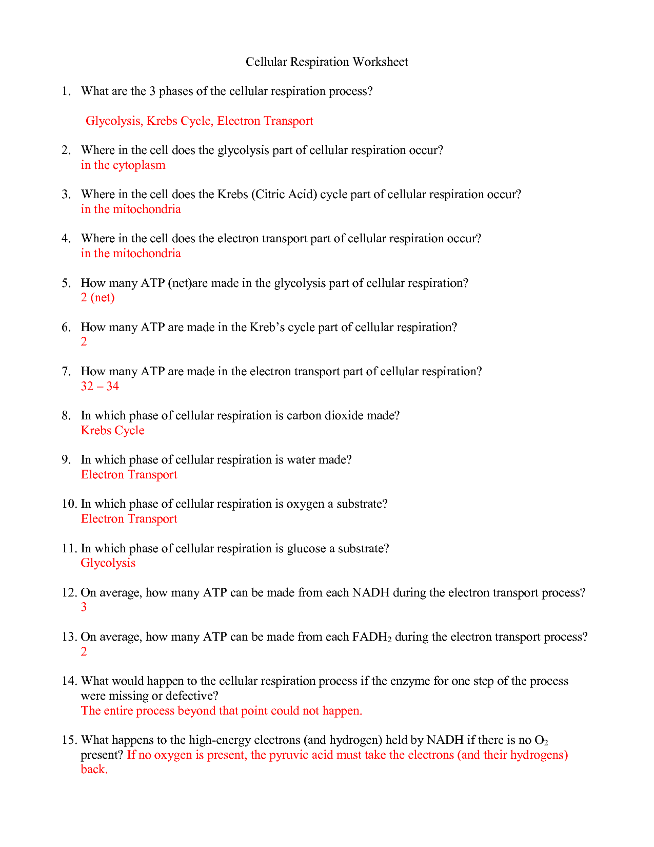 Cellular Respiration Worksheet Answer Key