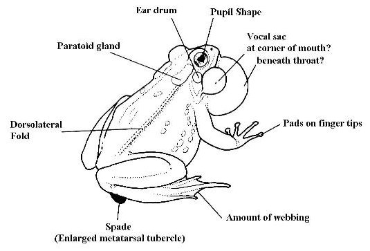 14 Best Images of Frog Butterfly Life Cycle Worksheet - Frog Life Cycle