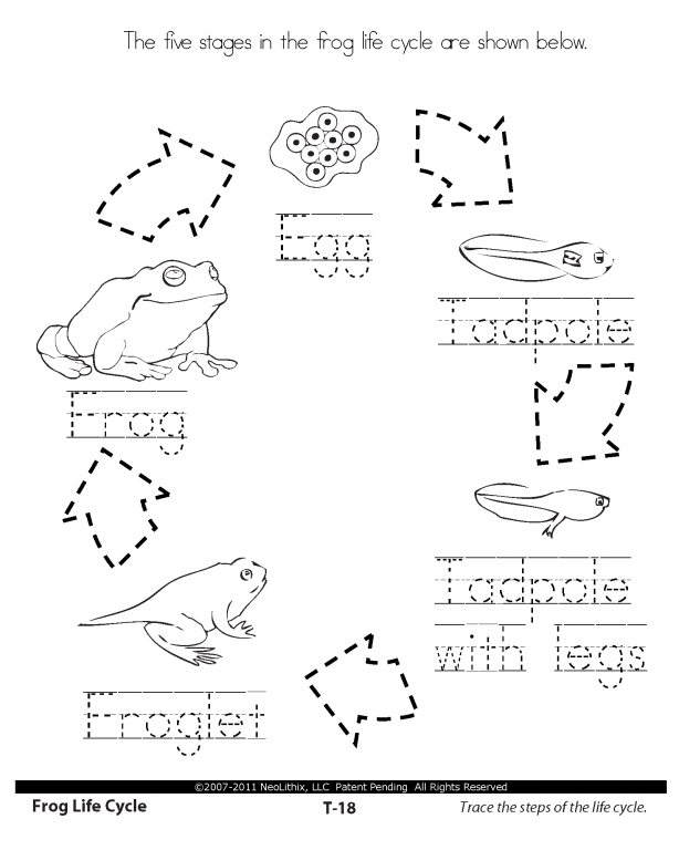 14-best-images-of-frog-butterfly-life-cycle-worksheet-frog-life-cycle