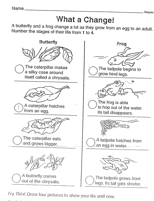 14-best-images-of-frog-butterfly-life-cycle-worksheet-frog-life-cycle