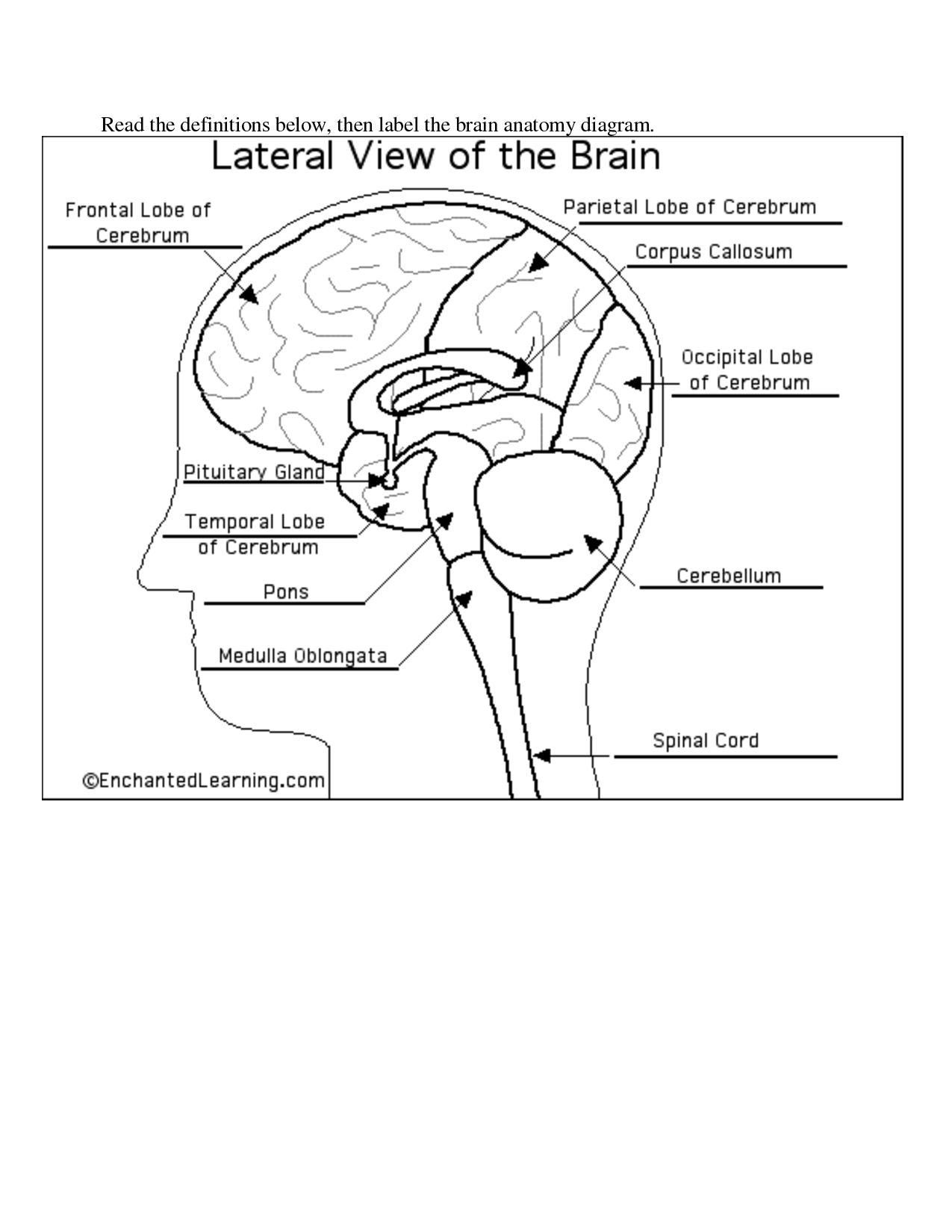 9 Best Images of Brain Label Worksheet - Label the Brain ...