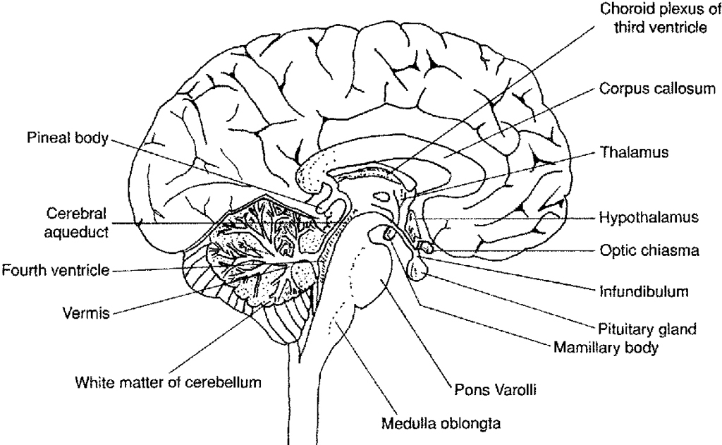12 Best Images of Human Brain Diagram Worksheet - Human Brain Anatomy