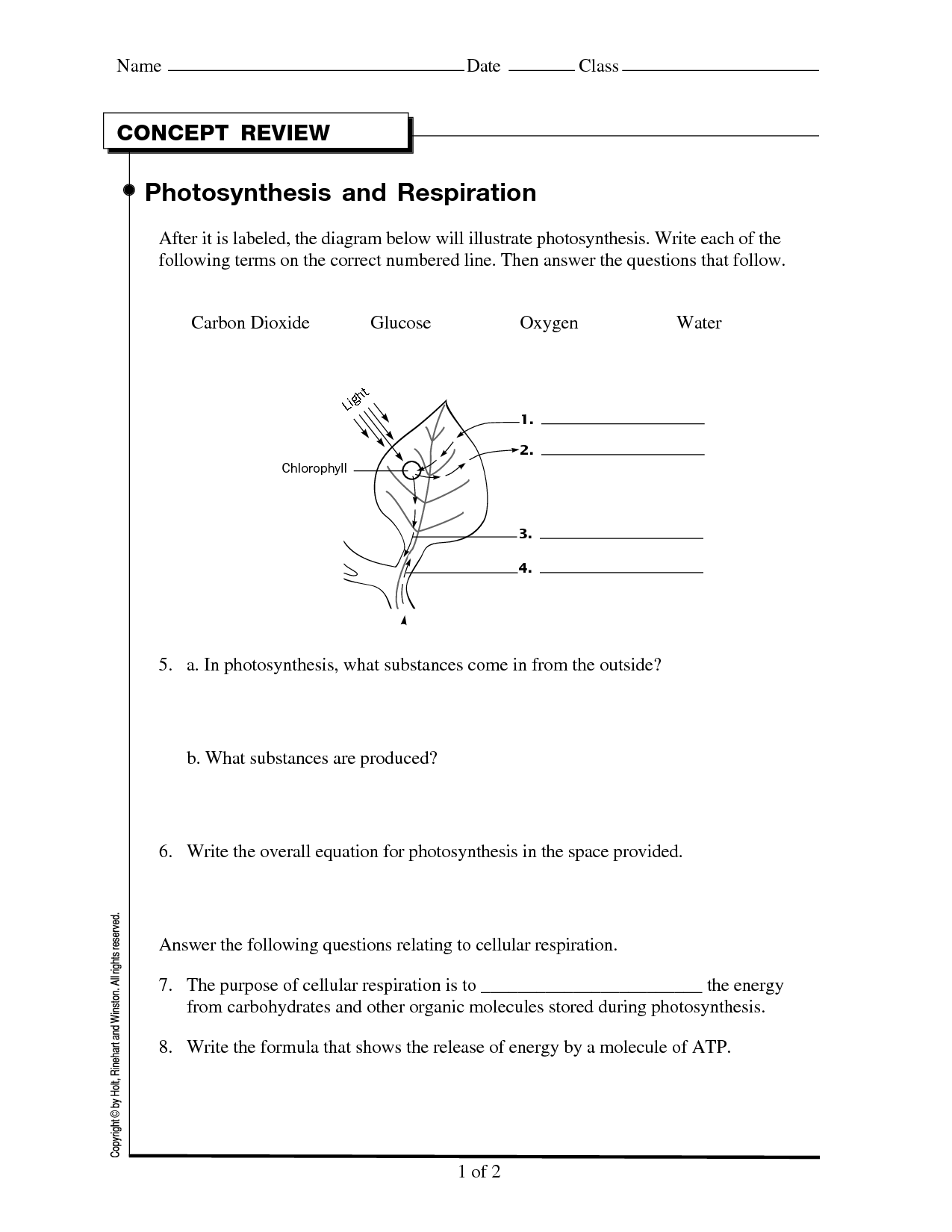 Photosynthesis And Cellular Respiration Worksheet Answers Multiple Choice