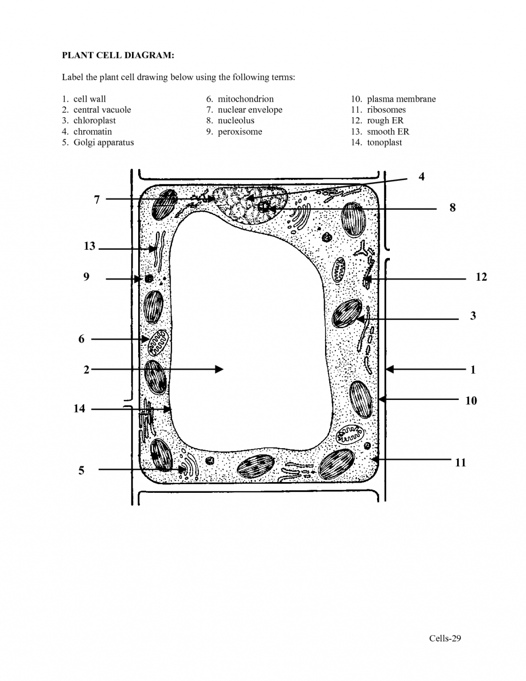 9 Best Images Of Brain Label Worksheet