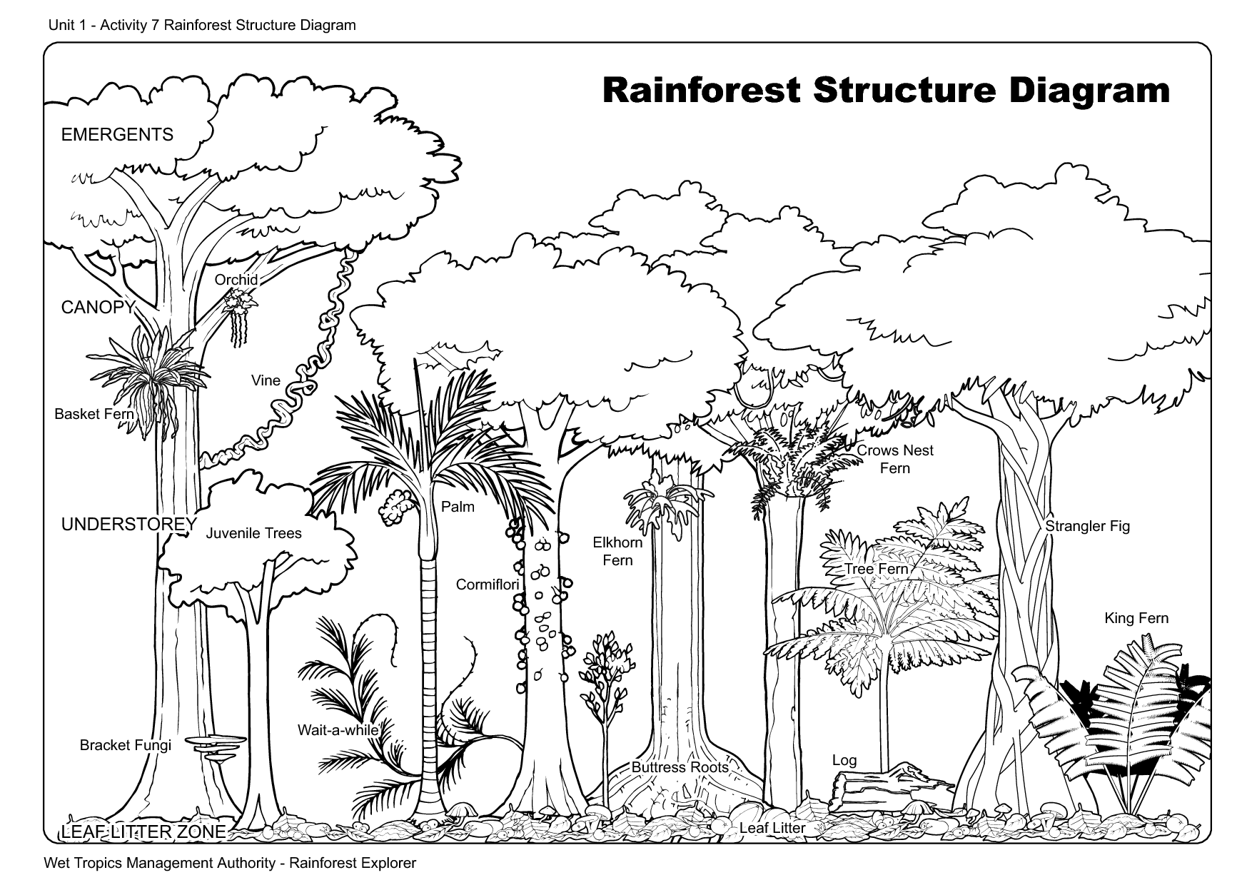 11 Best Images of Kindergarten Worksheet Parts Of A Tree - Rainforest