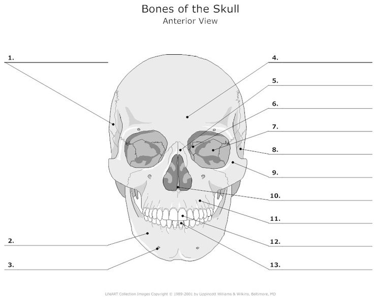 12 Best Images of Anatomy Practice Worksheets Skull