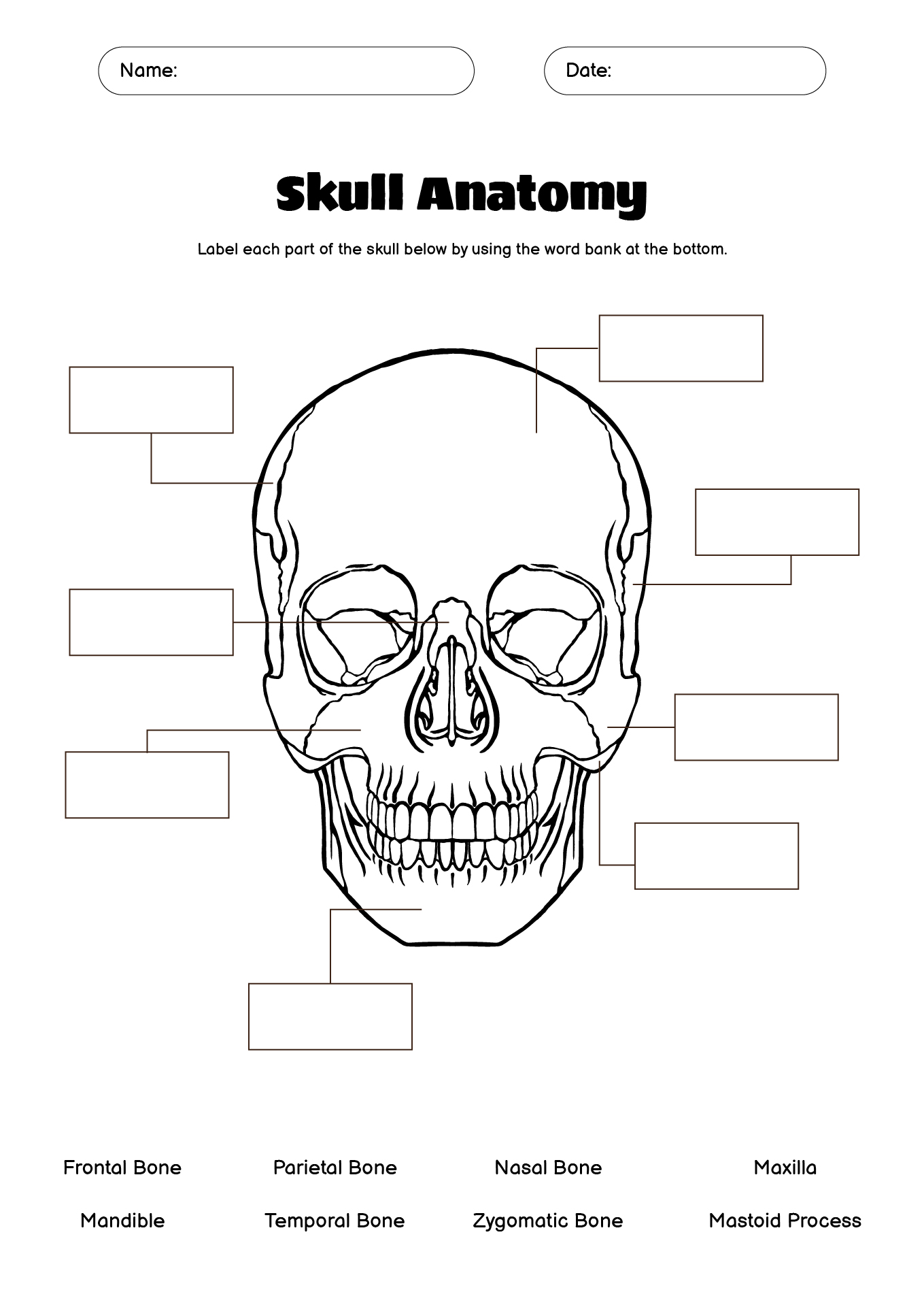 12 Best Images of Anatomy Practice Worksheets Skull