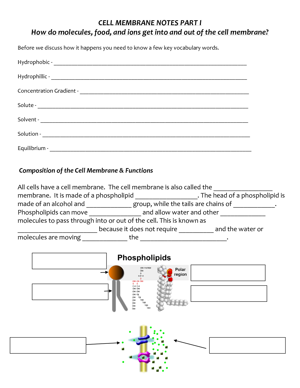 17 Best Images of Cell Membrane Images Worksheet Answers - Cell