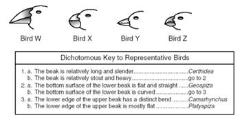 Dichotomous Key Birds