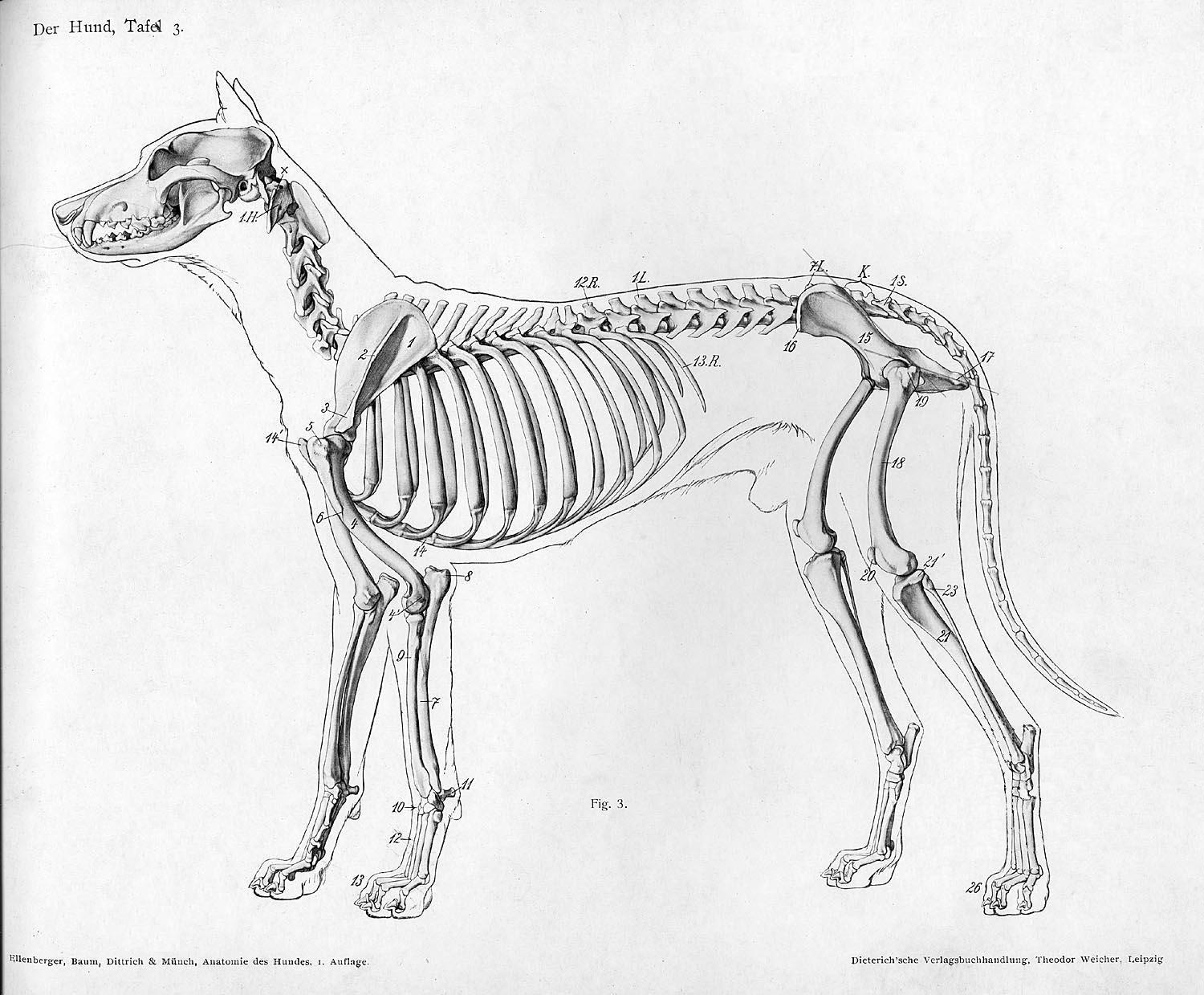 Dog Skeleton Anatomy