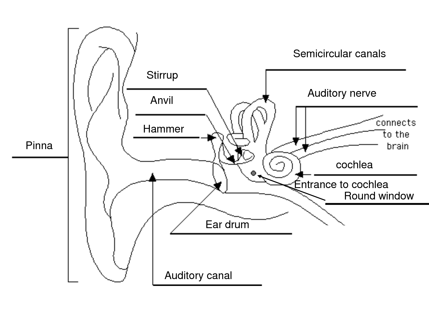 15 Best Images of Ear Anatomy Worksheet - Anatomy Human Ear Diagram