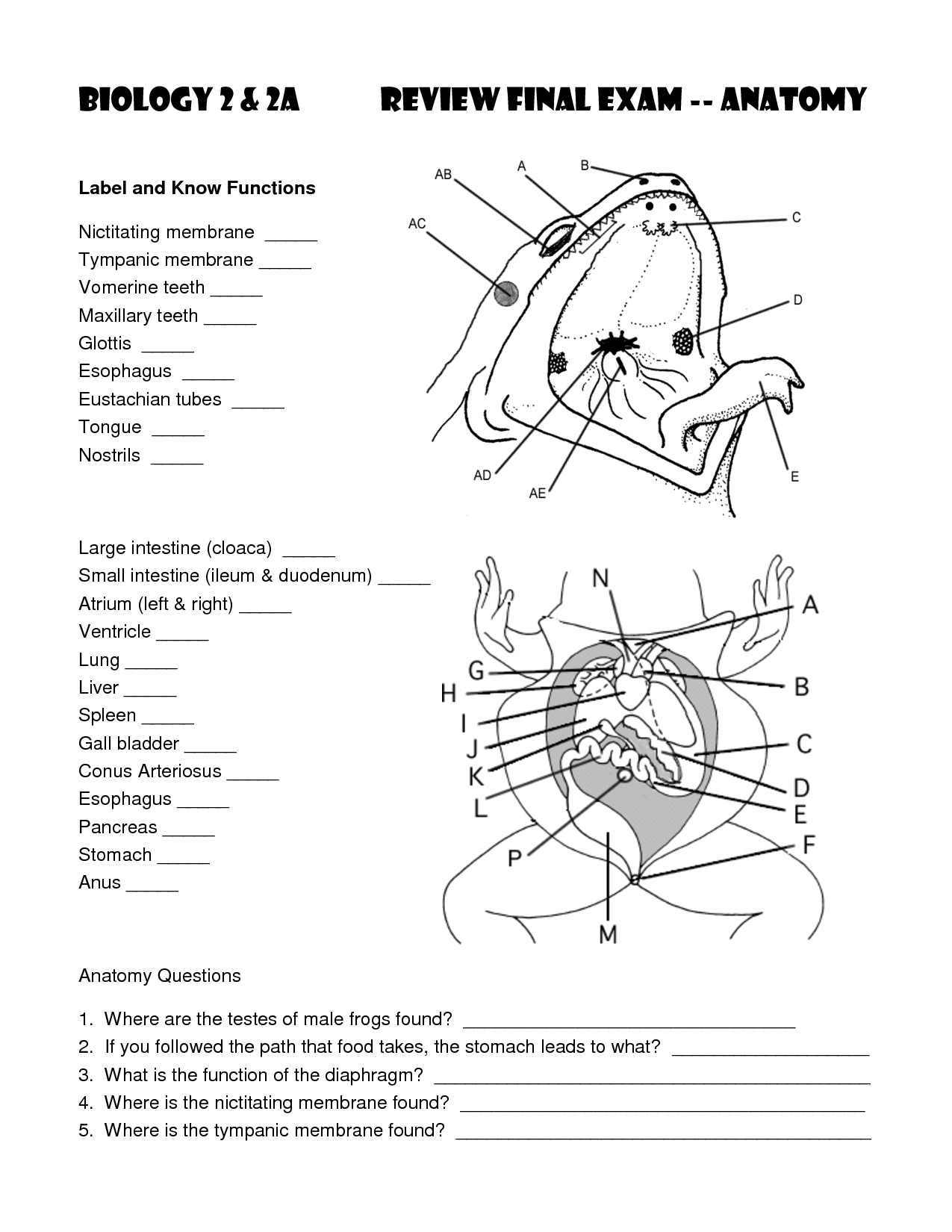 13-best-images-of-printable-skeleton-worksheets-skull-axial-skeleton-labeling-worksheet