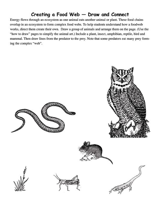How to Draw Food Web