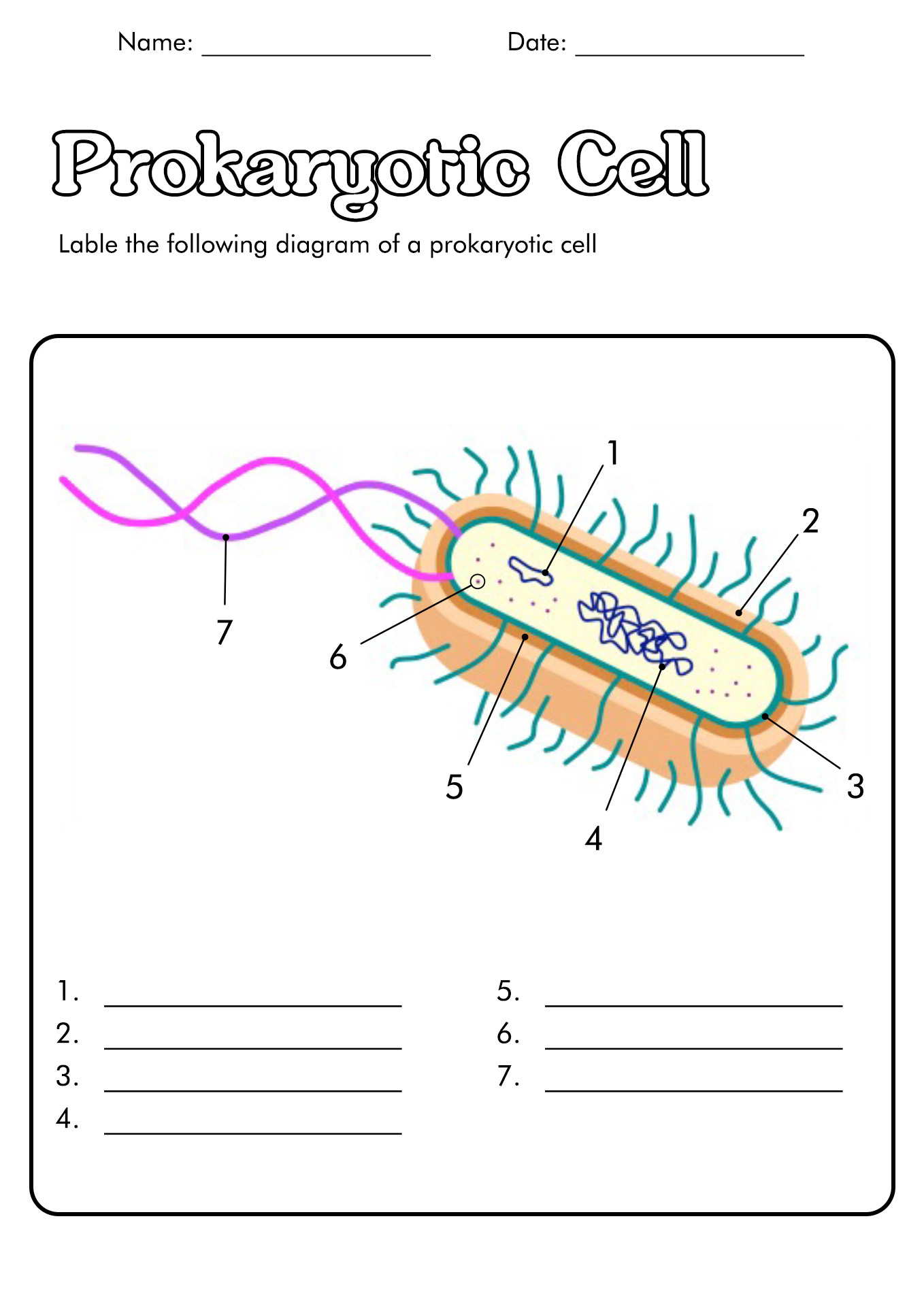 Prokaryotic Cell Diagram Worksheet