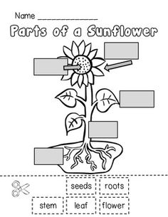 Sunflower Life Cycle Printable