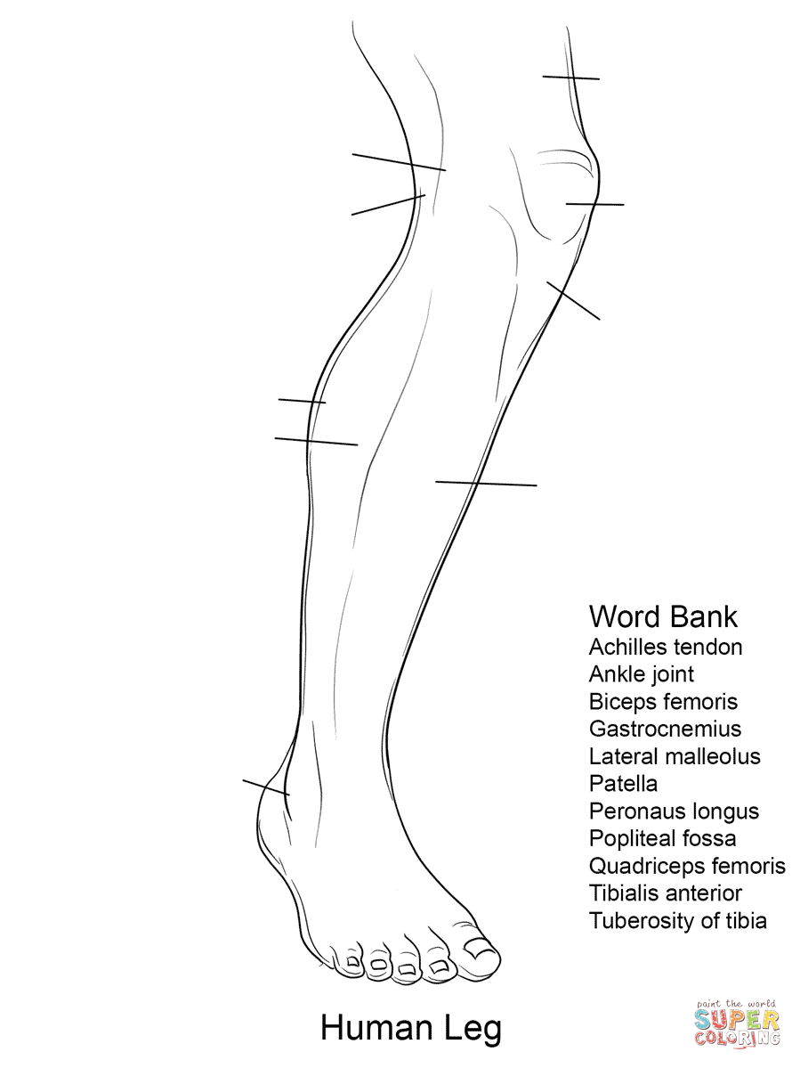 blank-leg-muscle-anatomy