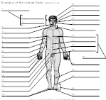 Human Anatomy Body Landmarks Worksheet